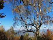 Alla Madonnina del Costone (1195 m) in veste autunnale da Salmezza-21ott24 - FOTOGALLERY
